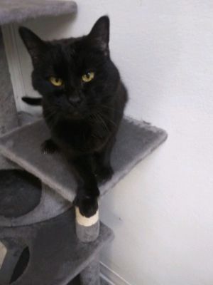 Mickie, Senior Female unknown