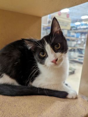 Skittles, Young Male Domestic Short Hair