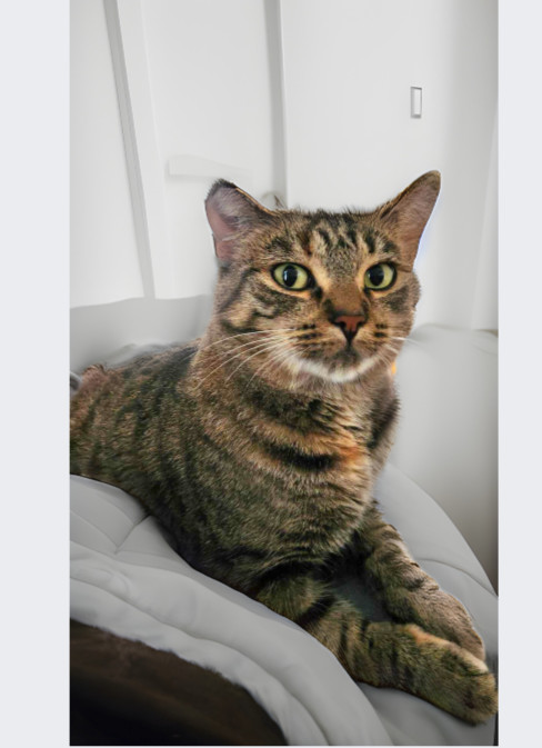 Charlotte, an adoptable Domestic Short Hair in Steinbach, MB, R5G 2B2 | Photo Image 1