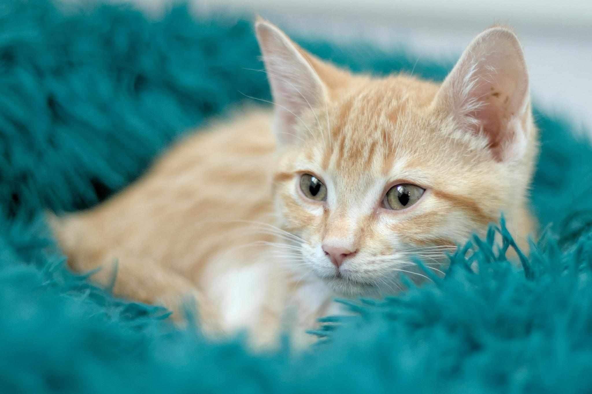 Web, an adoptable Domestic Short Hair in Steinbach, MB, R5G 2B2 | Photo Image 1