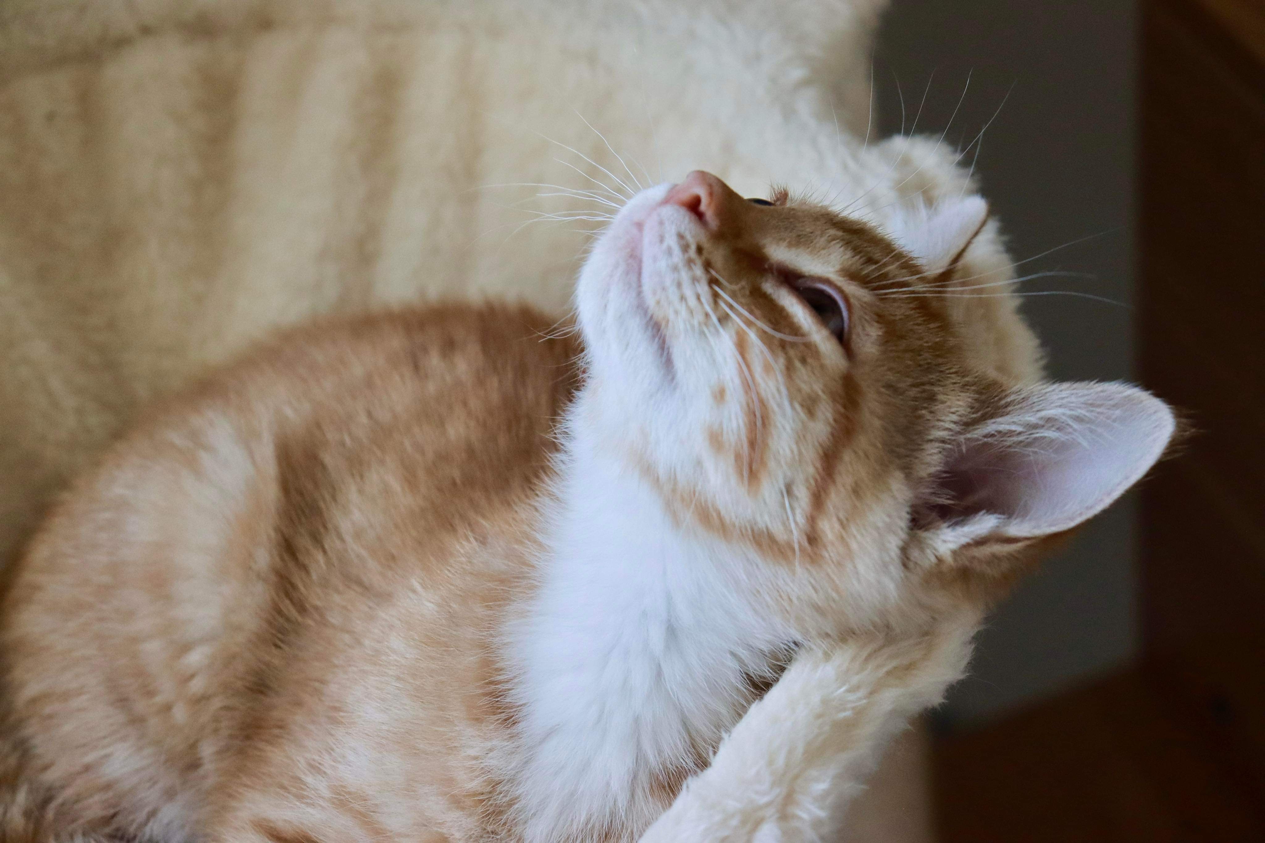 Web, an adoptable Domestic Short Hair in Steinbach, MB, R5G 2B2 | Photo Image 3