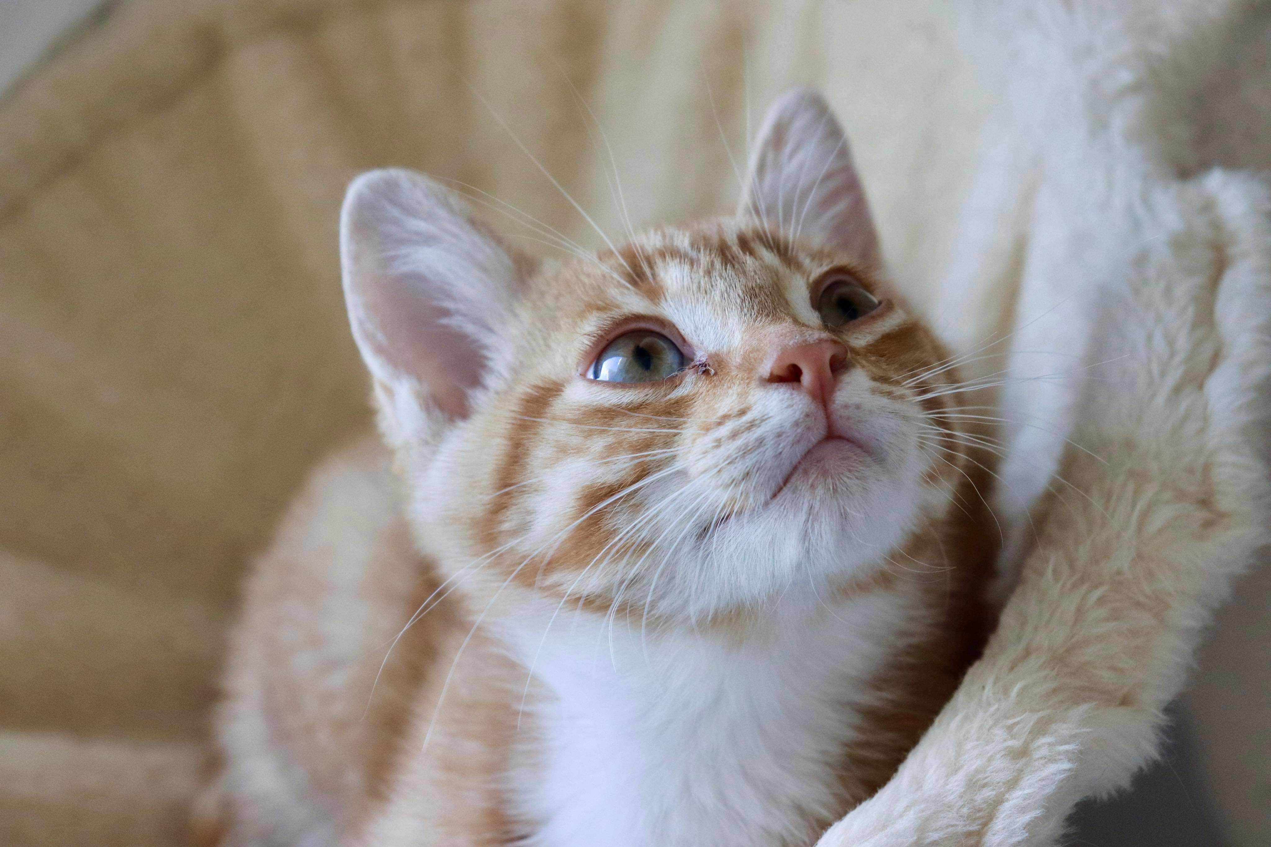 Web, an adoptable Domestic Short Hair in Steinbach, MB, R5G 2B2 | Photo Image 4