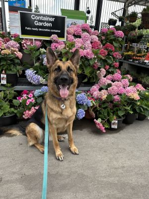 Stewie, Adult Male German Shepherd Dog