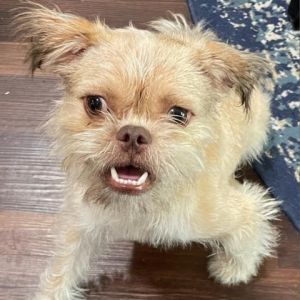 Biscuit Biondois a 1 yr old 16 lb lovable Brussels Griffon who embarked on an unexpected journey o