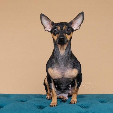 Coco (Mom), an adoptable Chihuahua, Dachshund in Fort Collins, CO, 80527 | Photo Image 2