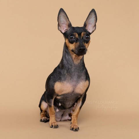 Coco (Mom), an adoptable Chihuahua, Dachshund in Fort Collins, CO, 80527 | Photo Image 4