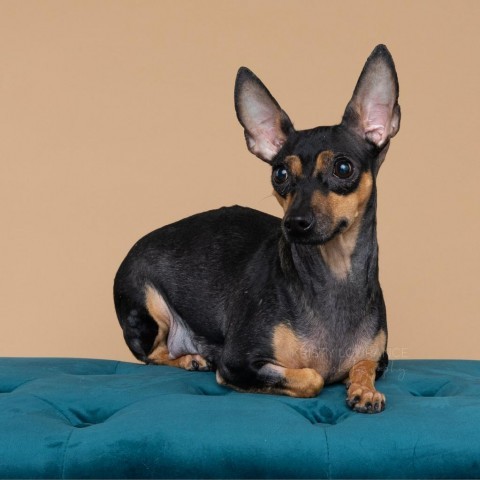 Coco (Mom), an adoptable Chihuahua, Dachshund in Fort Collins, CO, 80527 | Photo Image 6