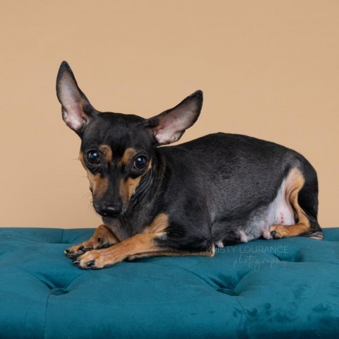 Coco (Mom), an adoptable Chihuahua, Dachshund in Fort Collins, CO, 80527 | Photo Image 8