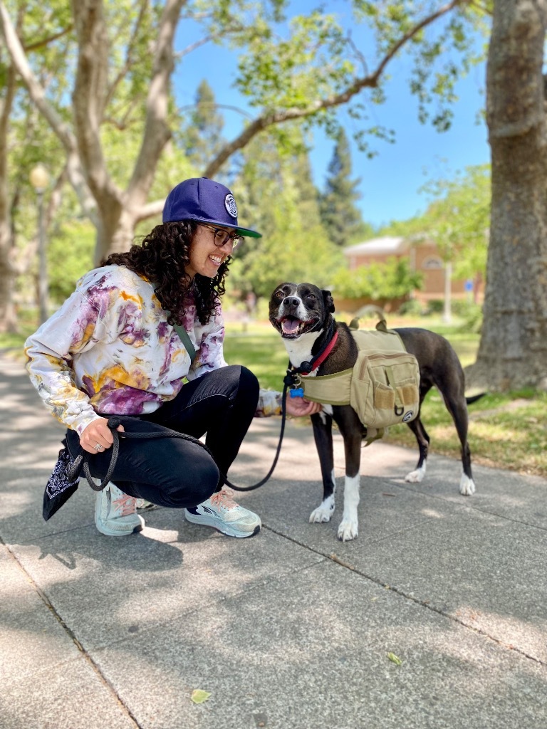 Riley, an adoptable Terrier, Staffordshire Bull Terrier in Napa, CA, 94559 | Photo Image 1
