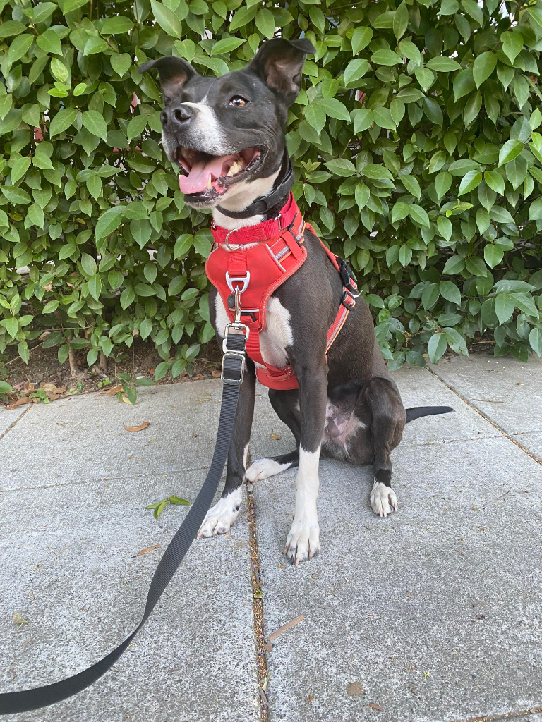 Riley, an adoptable Terrier, Staffordshire Bull Terrier in Napa, CA, 94559 | Photo Image 2