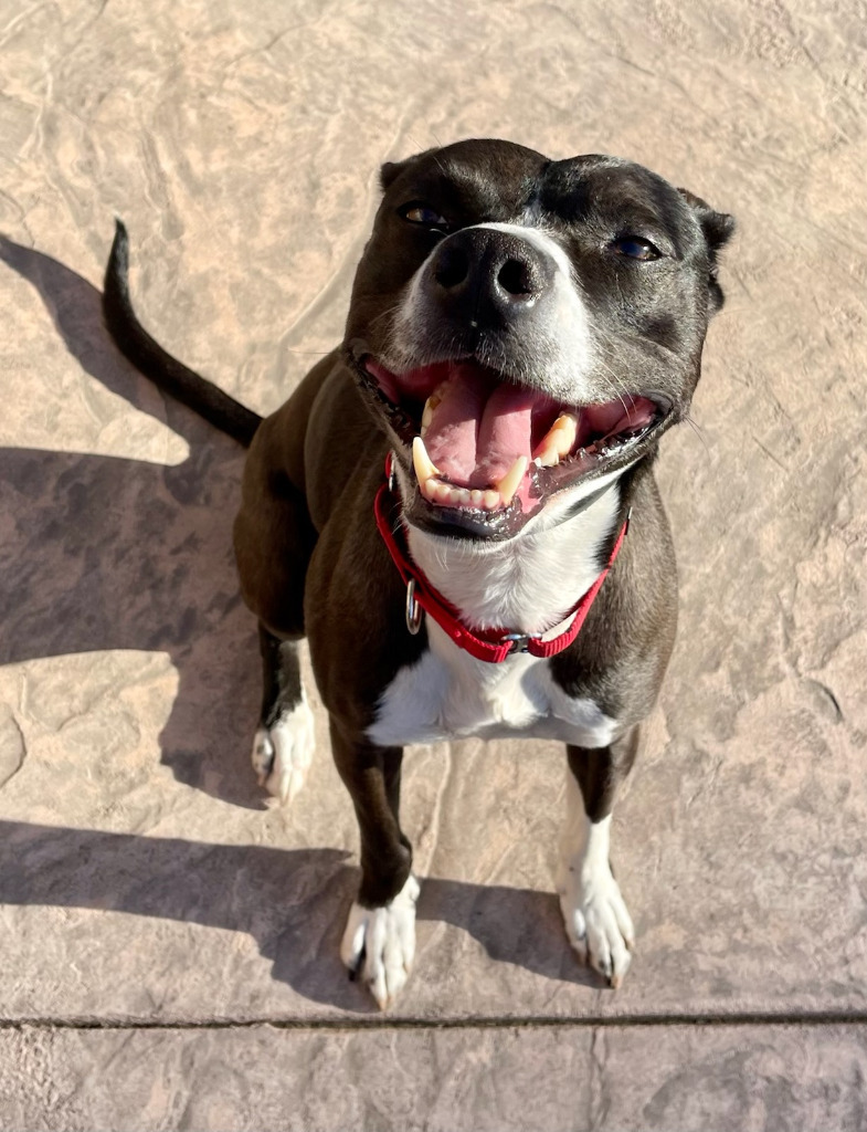 Riley, an adoptable Terrier, Staffordshire Bull Terrier in Napa, CA, 94559 | Photo Image 3