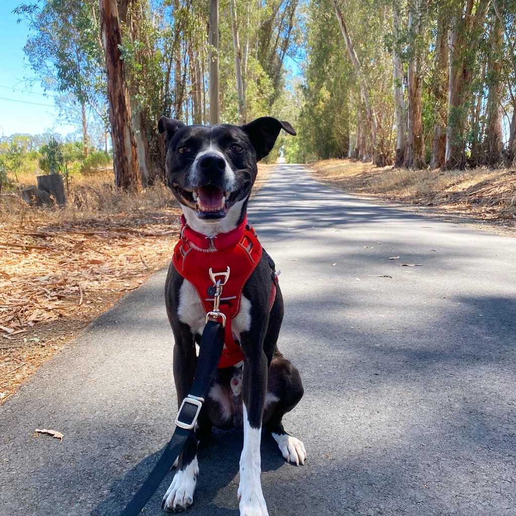Riley, an adoptable Terrier, Staffordshire Bull Terrier in Napa, CA, 94559 | Photo Image 4