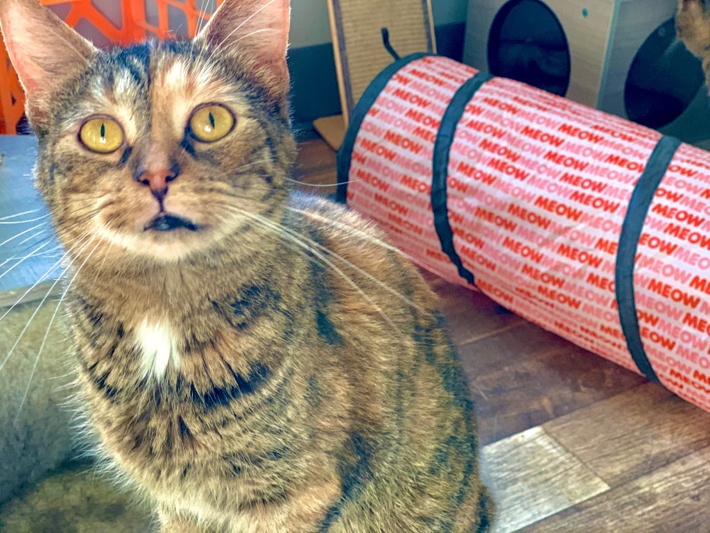 Poppie, an adoptable Domestic Short Hair in Algona, IA, 50511 | Photo Image 1