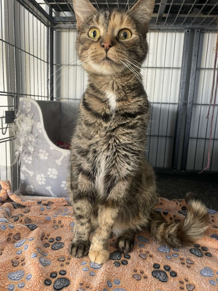 Poppie, an adoptable Domestic Short Hair in Algona, IA, 50511 | Photo Image 2