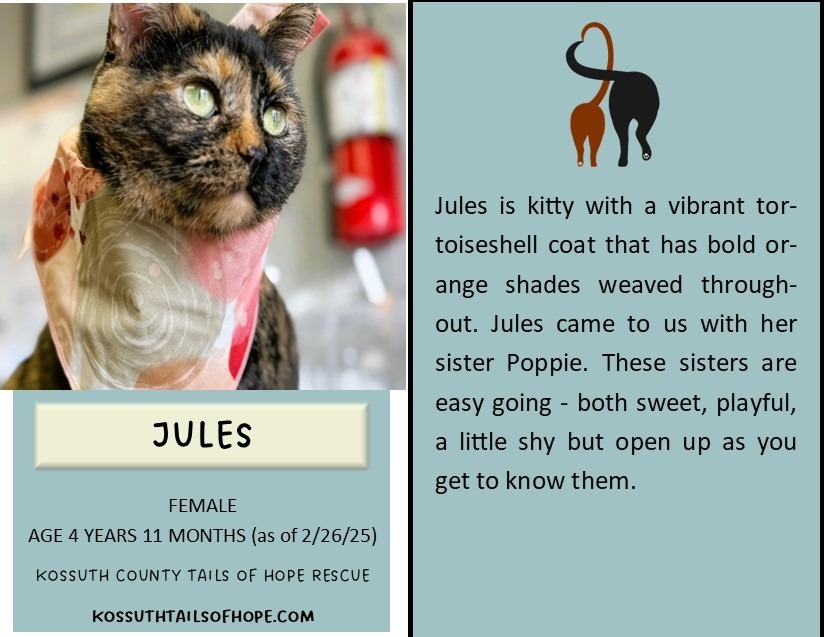 Jules, an adoptable Domestic Short Hair in Algona, IA, 50511 | Photo Image 1