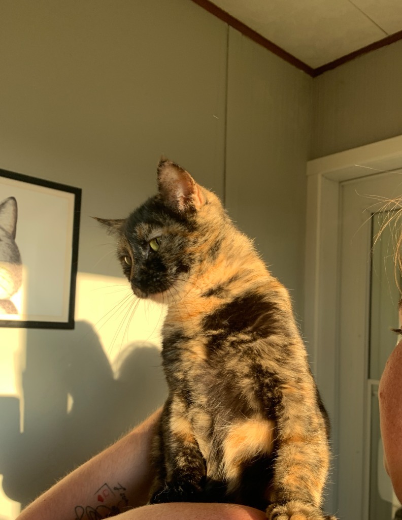 Jules, an adoptable Domestic Short Hair in Algona, IA, 50511 | Photo Image 2