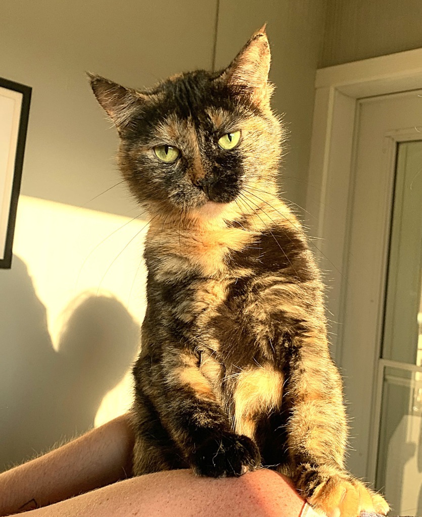 Jules, an adoptable Domestic Short Hair in Algona, IA, 50511 | Photo Image 3