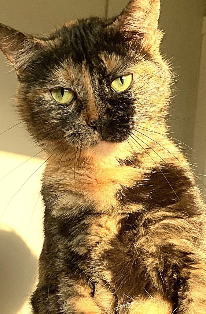 Jules, an adoptable Domestic Short Hair in Algona, IA, 50511 | Photo Image 4