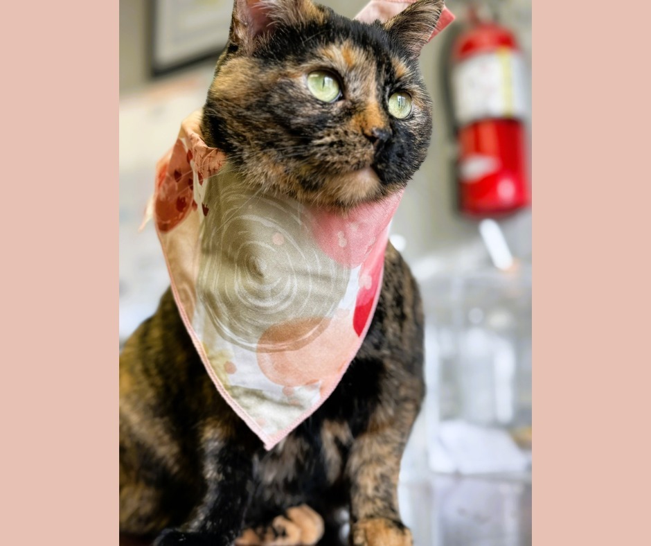 Jules, an adoptable Domestic Short Hair in Algona, IA, 50511 | Photo Image 5