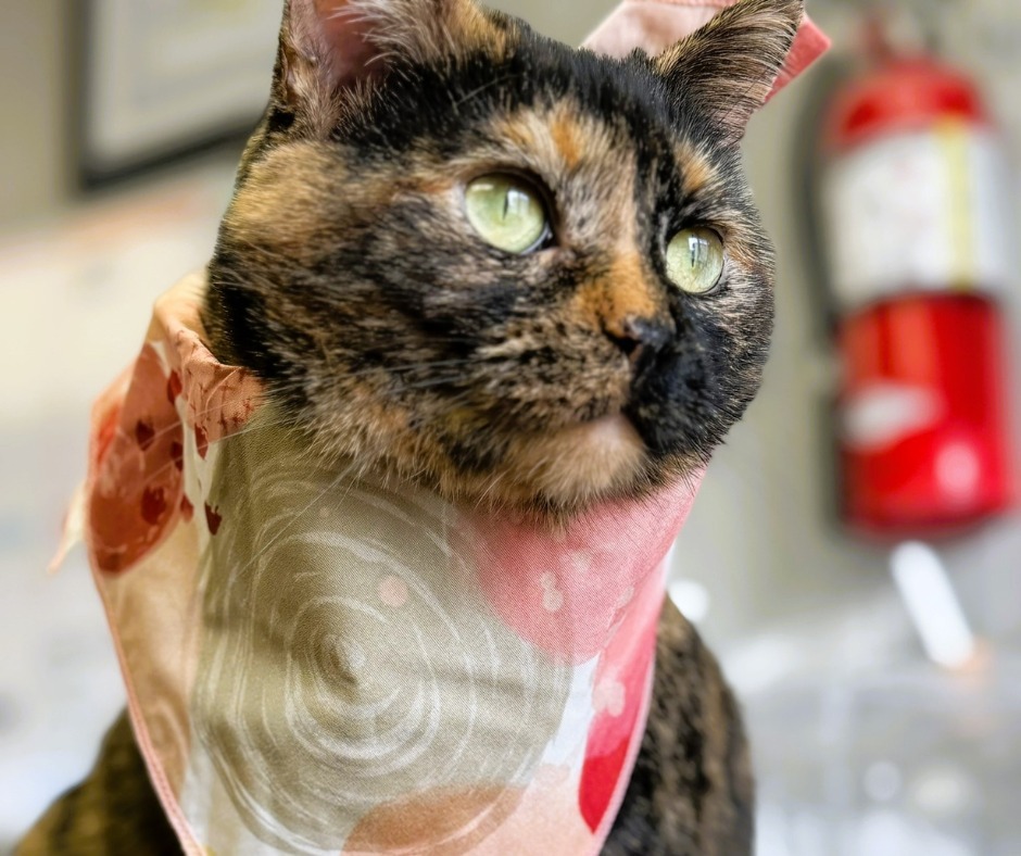 Jules, an adoptable Domestic Short Hair in Algona, IA, 50511 | Photo Image 6