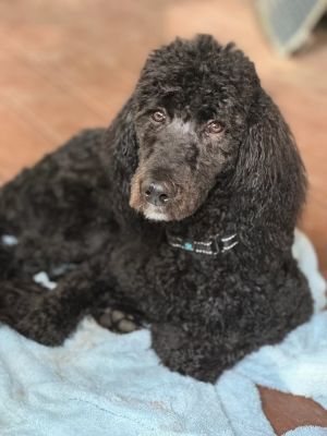 Meet Amelia DIAMOND IN THE ROUGH Amelia is a 7-8 month old standard poodle who came to us a dirty