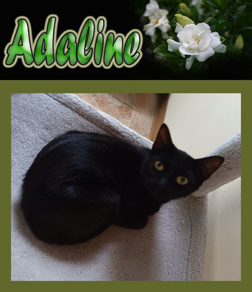 Adaline, an adoptable Domestic Short Hair in Mena, AR, 71953 | Photo Image 1