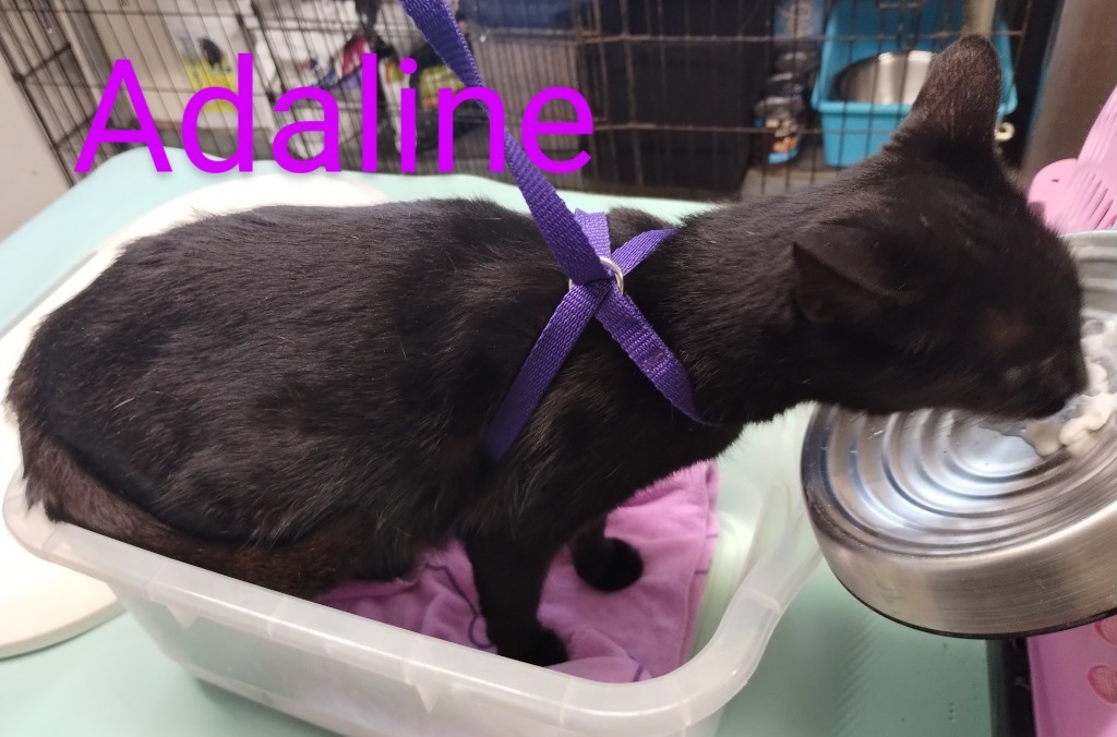 Adaline, an adoptable Domestic Short Hair in Mena, AR, 71953 | Photo Image 2