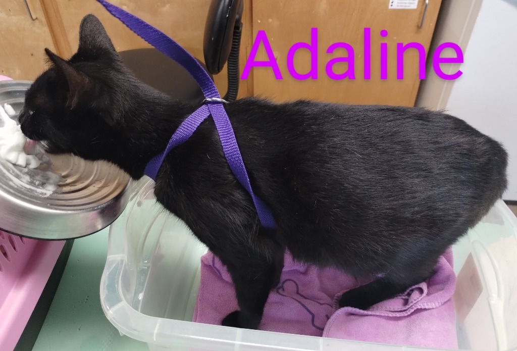 Adaline, an adoptable Domestic Short Hair in Mena, AR, 71953 | Photo Image 3