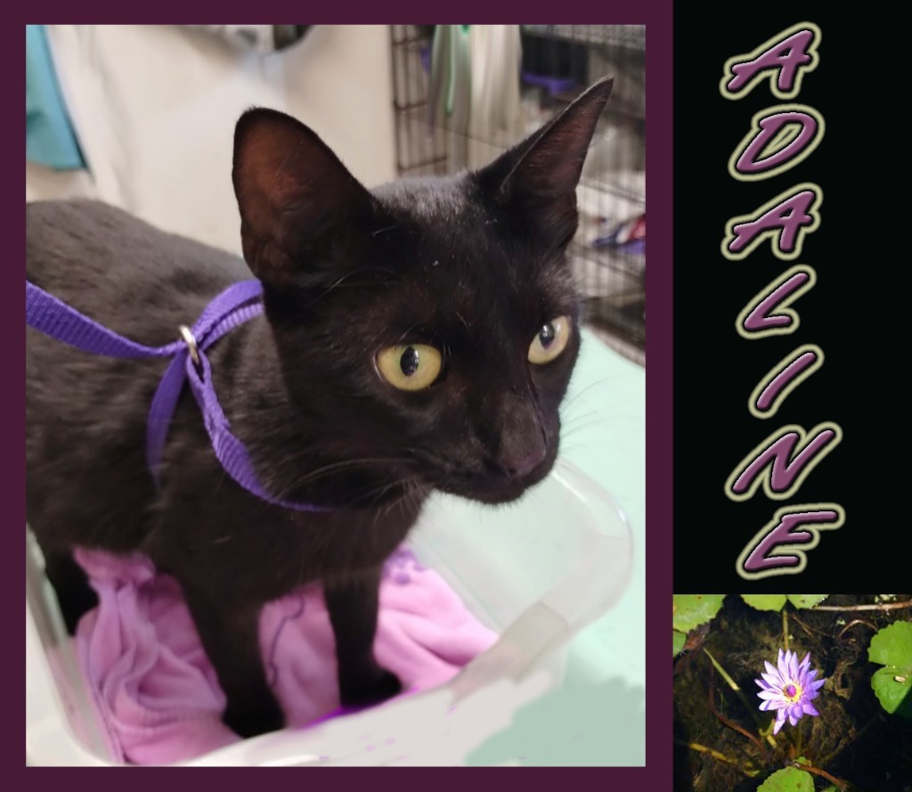 Adaline, an adoptable Domestic Short Hair in Mena, AR, 71953 | Photo Image 4