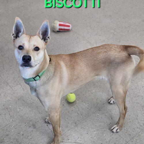 Biscotti 4