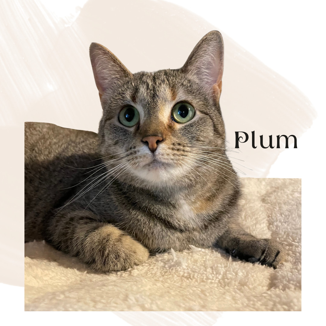 Plum