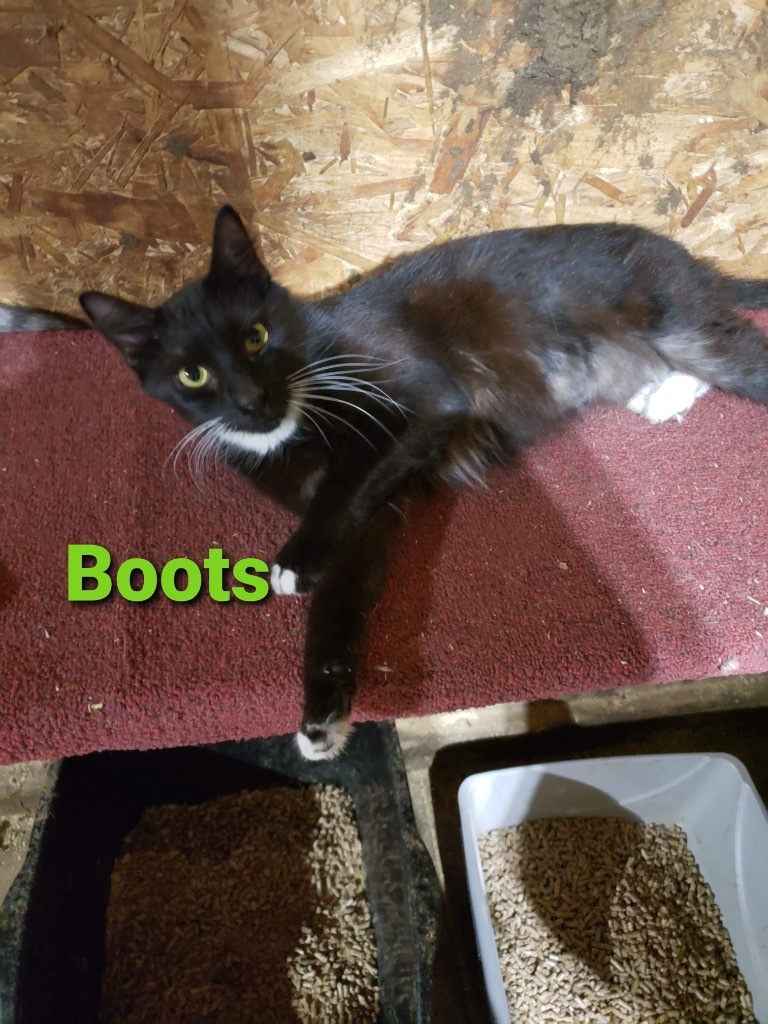Boots, an adoptable Domestic Short Hair in Plattsburgh, NY, 12901 | Photo Image 1