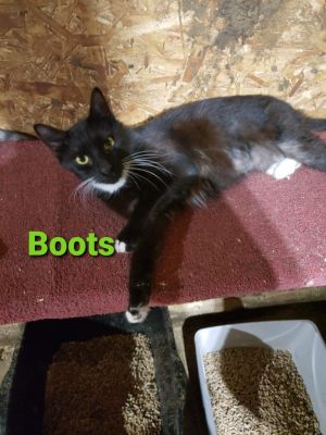 Boots, Adult Male unknown