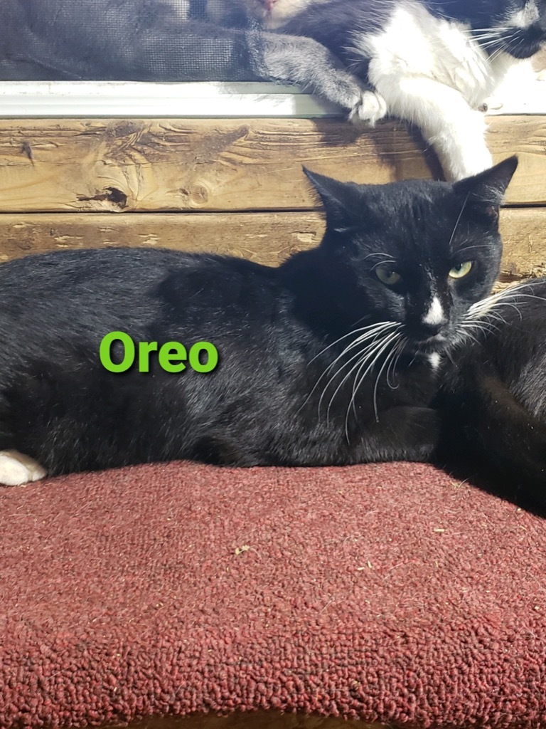 Oreo, an adoptable Domestic Long Hair in Plattsburgh, NY, 12901 | Photo Image 1