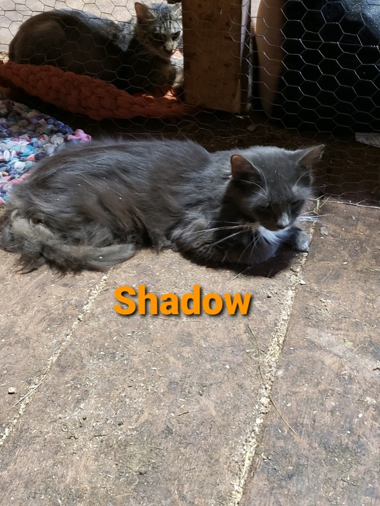 Shadow, an adoptable Domestic Short Hair in Plattsburgh, NY, 12901 | Photo Image 1