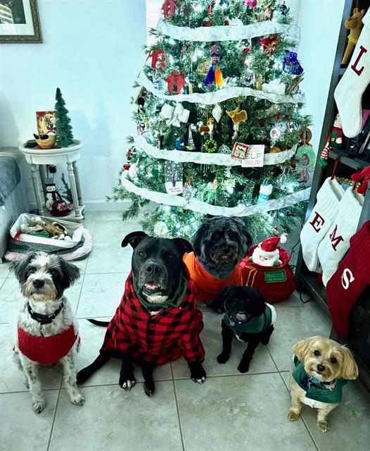 COUNT DOOKU, an adoptable American Bulldog, Mixed Breed in Miami, FL, 33122 | Photo Image 1