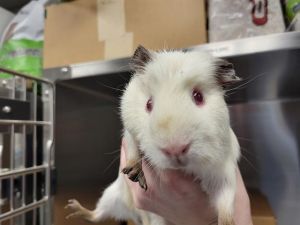 Hi there My name is Stella and Im a guinea pig who is looking for a forever home I was