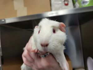 Hi there My name is Thalassa and Im a guinea pig who is looking for a forever home I was