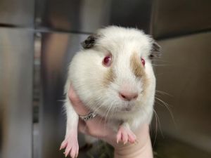 Hi there My name is Nova and Im a guinea pig who is looking for a forever home