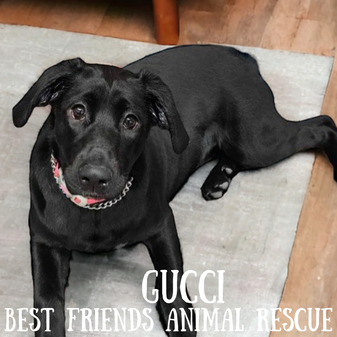 Gucci, an adoptable Labrador Retriever in Wasilla, AK, 99654 | Photo Image 1