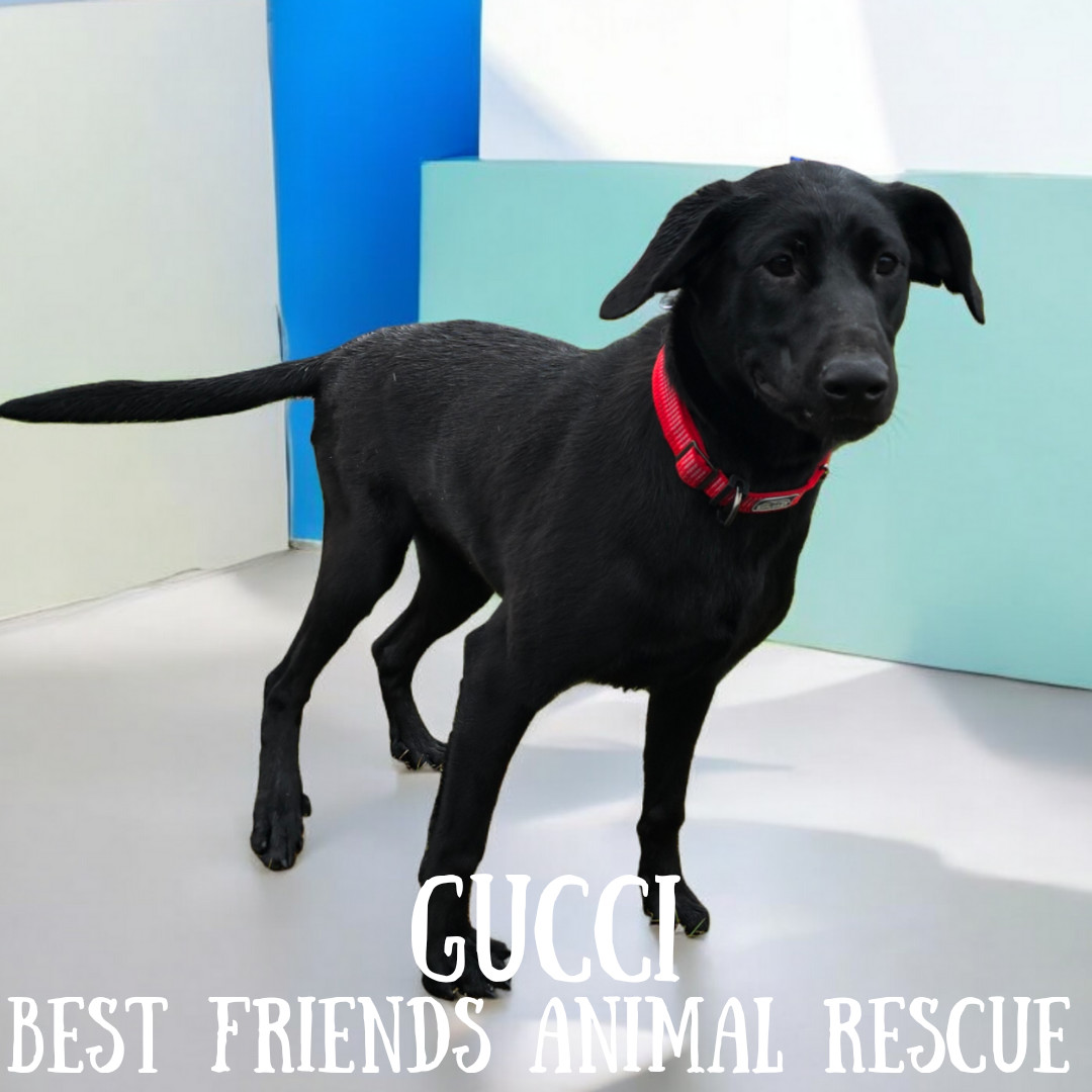 Gucci, an adoptable Labrador Retriever in Wasilla, AK, 99654 | Photo Image 2