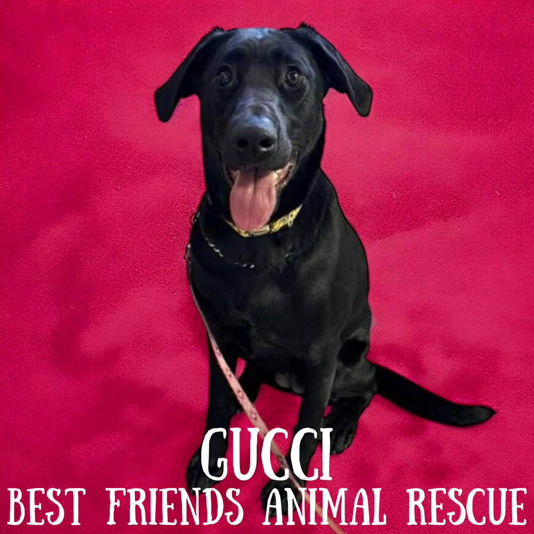 Gucci, an adoptable Labrador Retriever in Wasilla, AK, 99654 | Photo Image 3