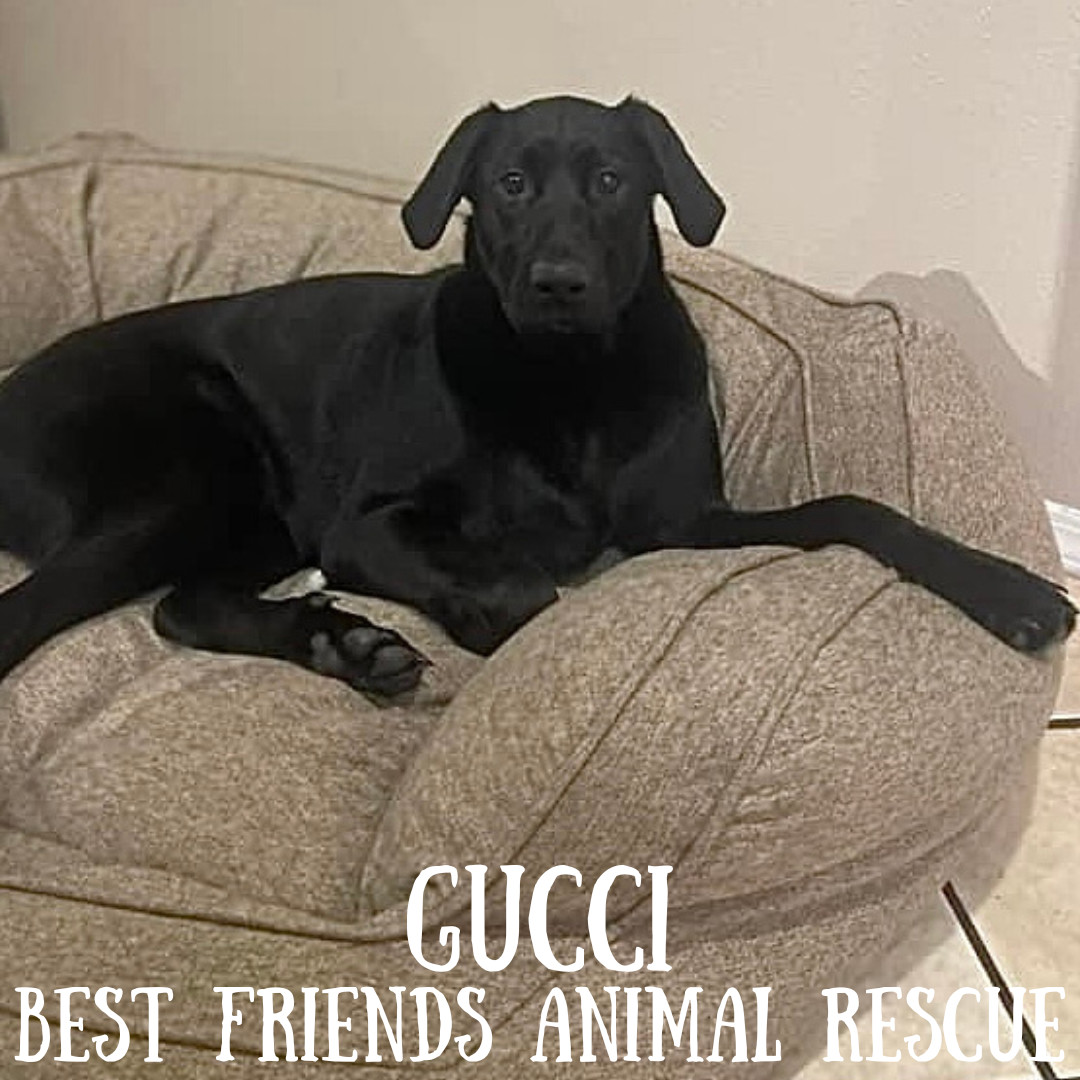 Gucci, an adoptable Labrador Retriever in Wasilla, AK, 99654 | Photo Image 4