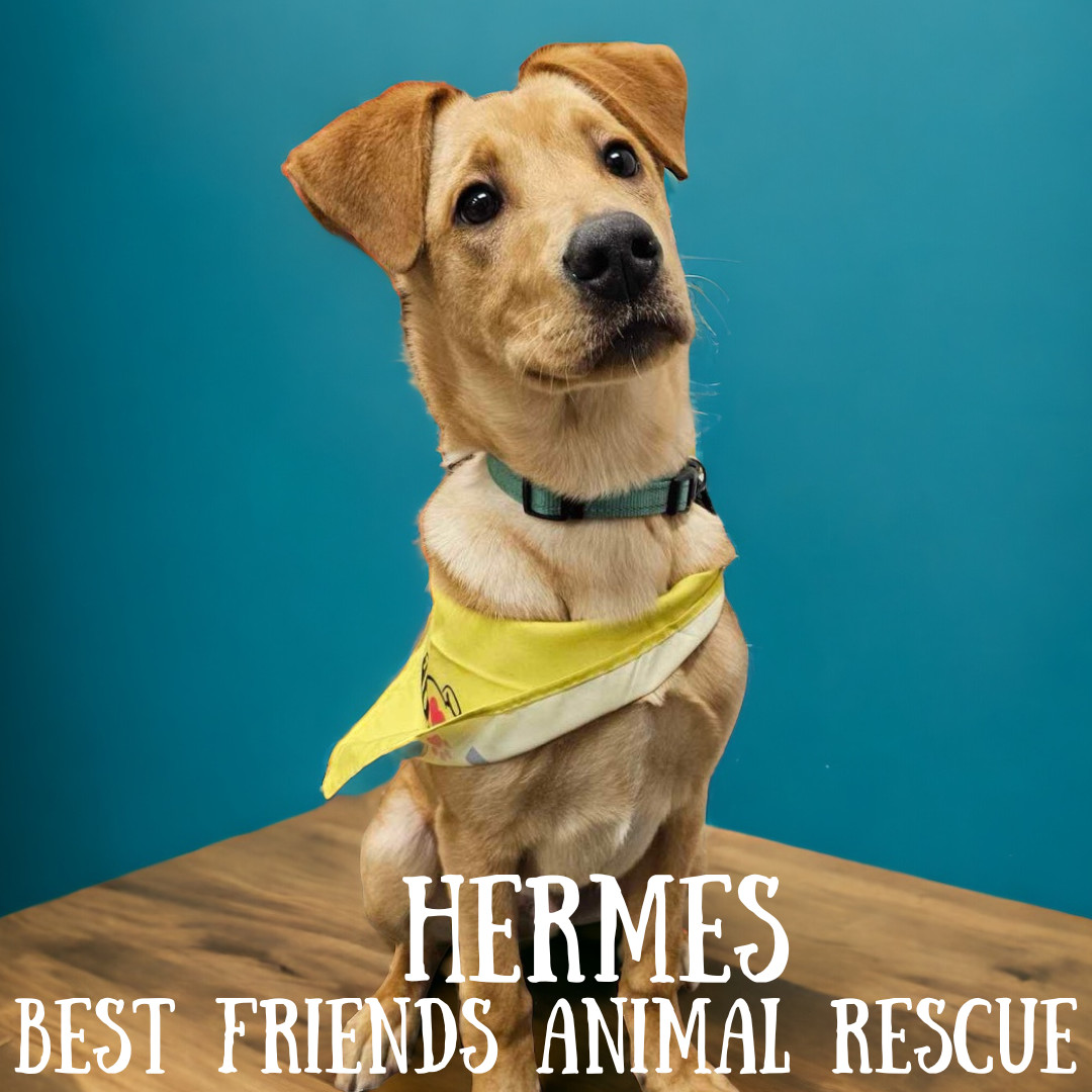 Hermes, an adoptable Labrador Retriever in Wasilla, AK, 99654 | Photo Image 1