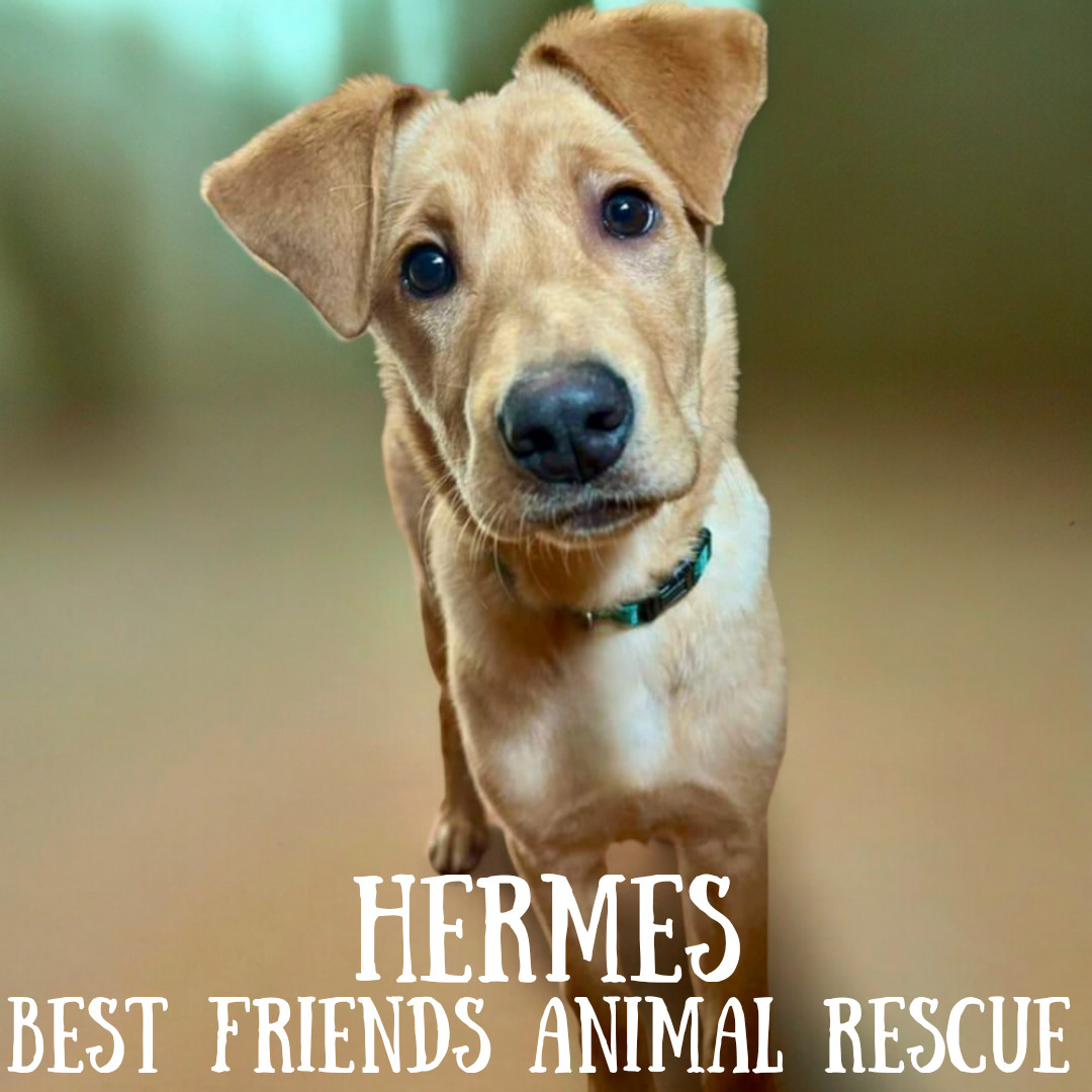 Hermes, an adoptable Labrador Retriever in Wasilla, AK, 99654 | Photo Image 2