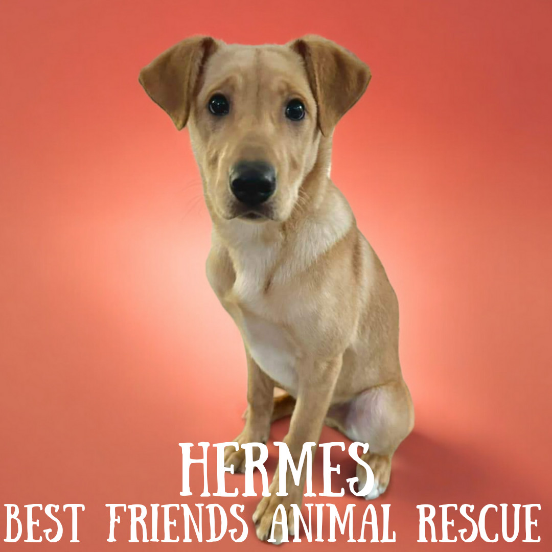 Hermes, an adoptable Labrador Retriever in Wasilla, AK, 99654 | Photo Image 3