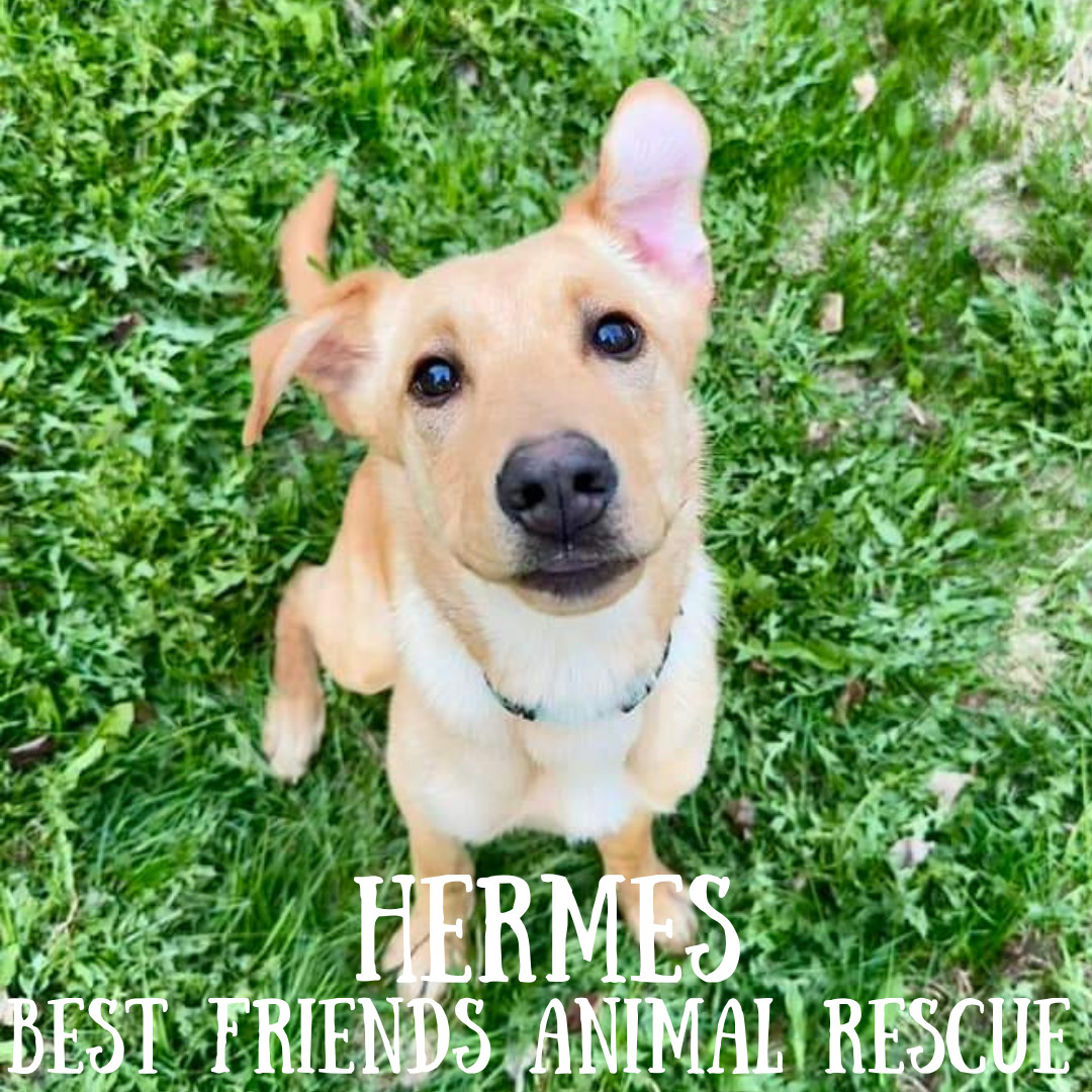 Hermes, an adoptable Labrador Retriever in Wasilla, AK, 99654 | Photo Image 4