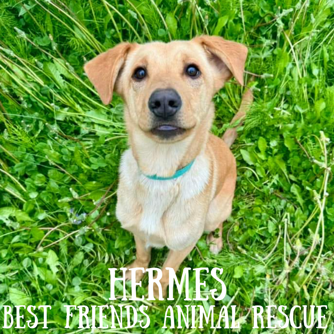 Hermes, an adoptable Labrador Retriever in Wasilla, AK, 99654 | Photo Image 5