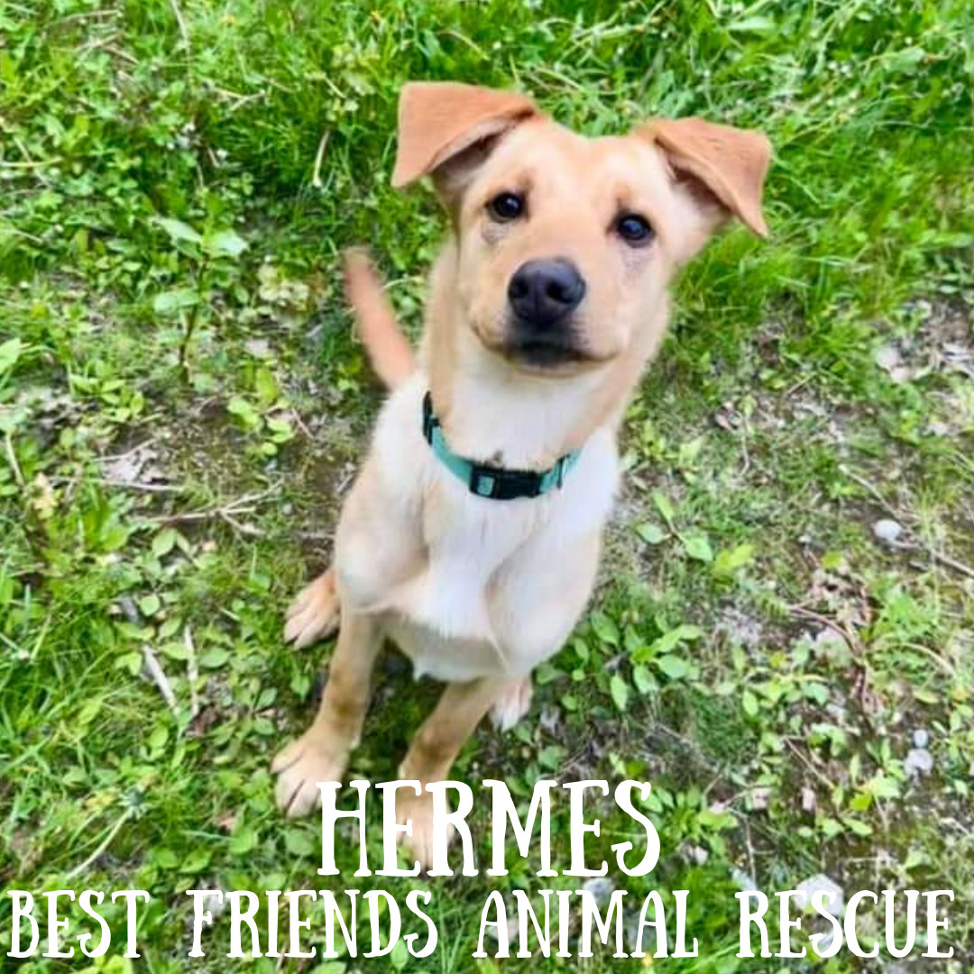 Hermes, an adoptable Labrador Retriever in Wasilla, AK, 99654 | Photo Image 6