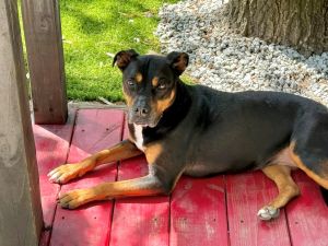 Iryss is a sweet girl that belonged to a wonderful couple Hard times fell upon the couple causing t